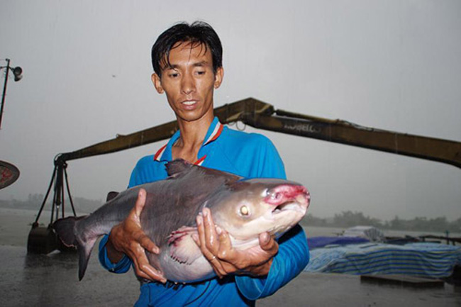 Con cá ba sa nuôi lớn nhất tính đến năm 2010 đã được trên 10 năm, có chiều dài 94cm, chu vi vòng bụng 60cm, nặng 12kg.